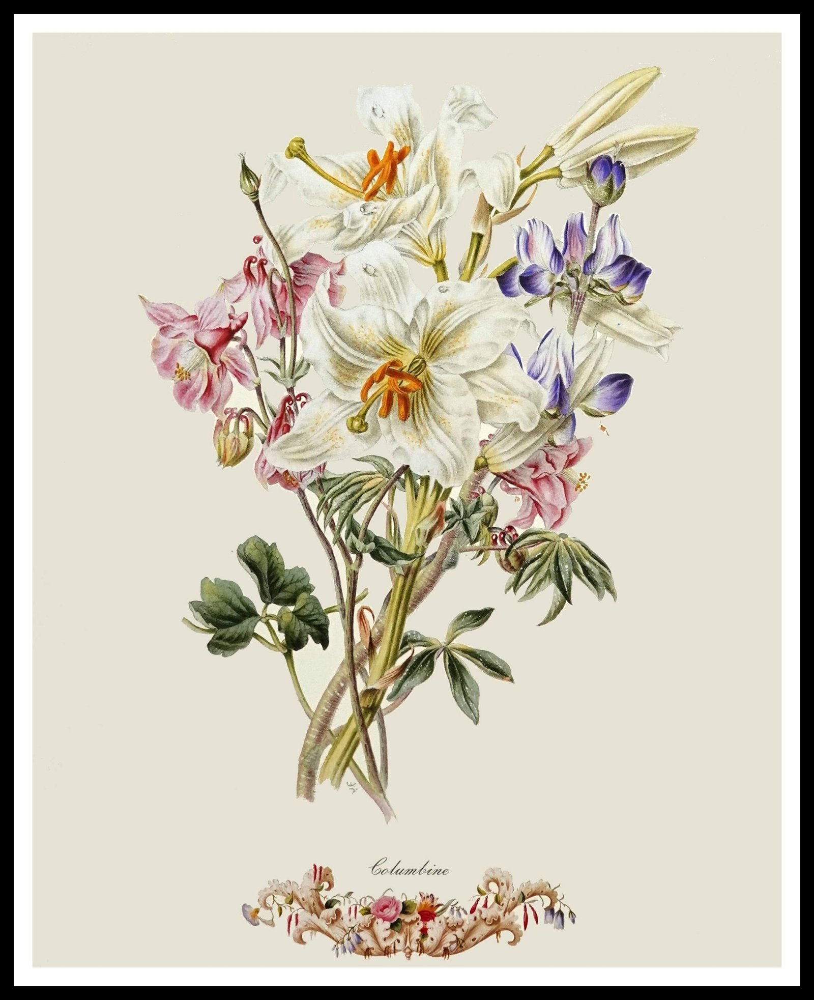 PTR JA07 Columbine (Antique Prints)